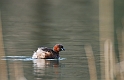 Little grebe - B